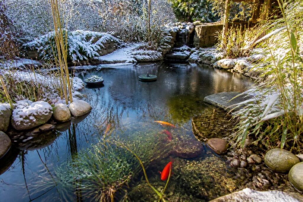 découvrez nos conseils pratiques pour hiverner votre poisson rouge en bassin extérieur et réussir sa reproduction en toute sérénité.